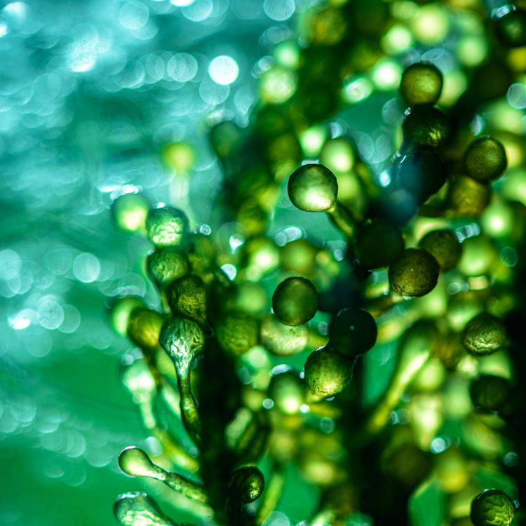 Marine Algae