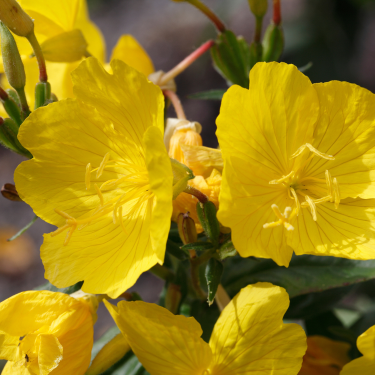 evening primrose flower