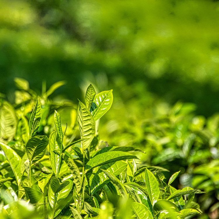 Green Tea