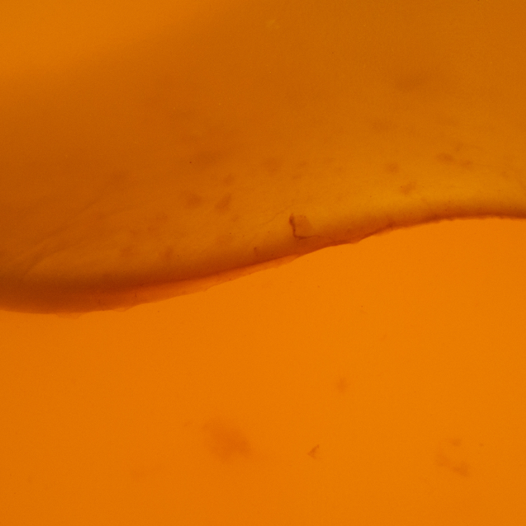 Kombucha